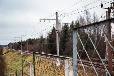 В Тверской области поезд насмерть сбил лося лося