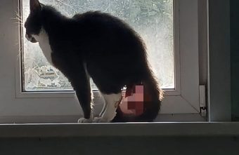 Жители Твери возмущаются, что во всем доме некому помочь коту коту