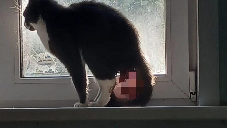 коту