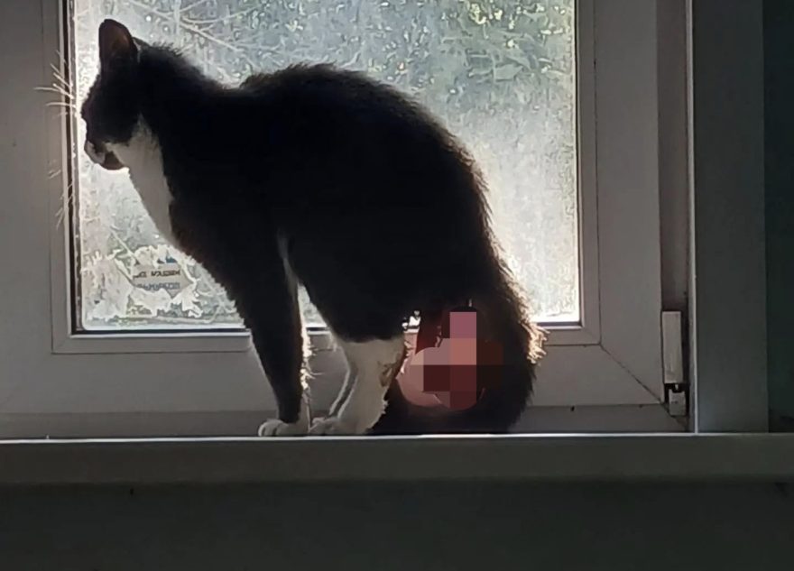 коту