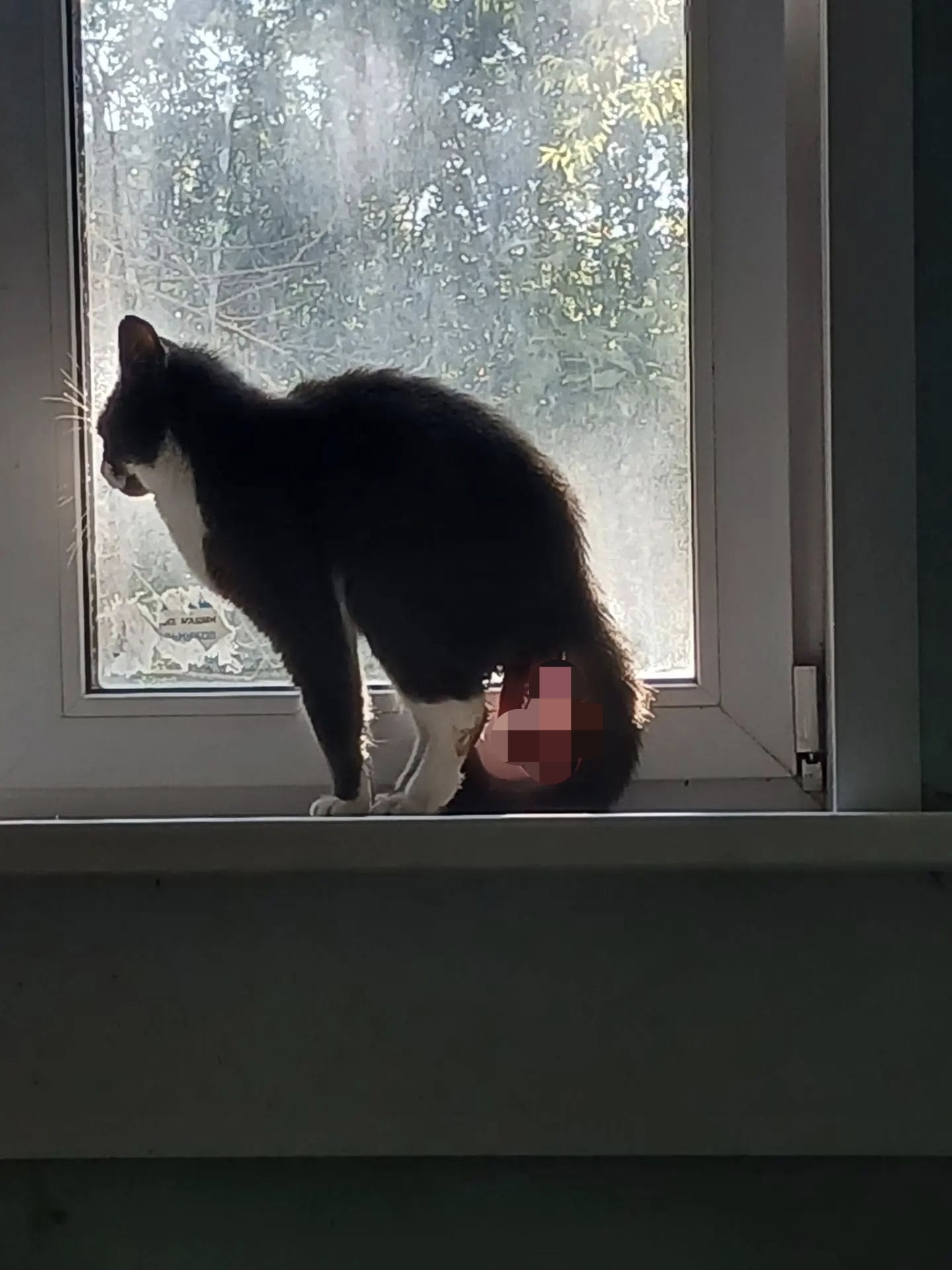 коту