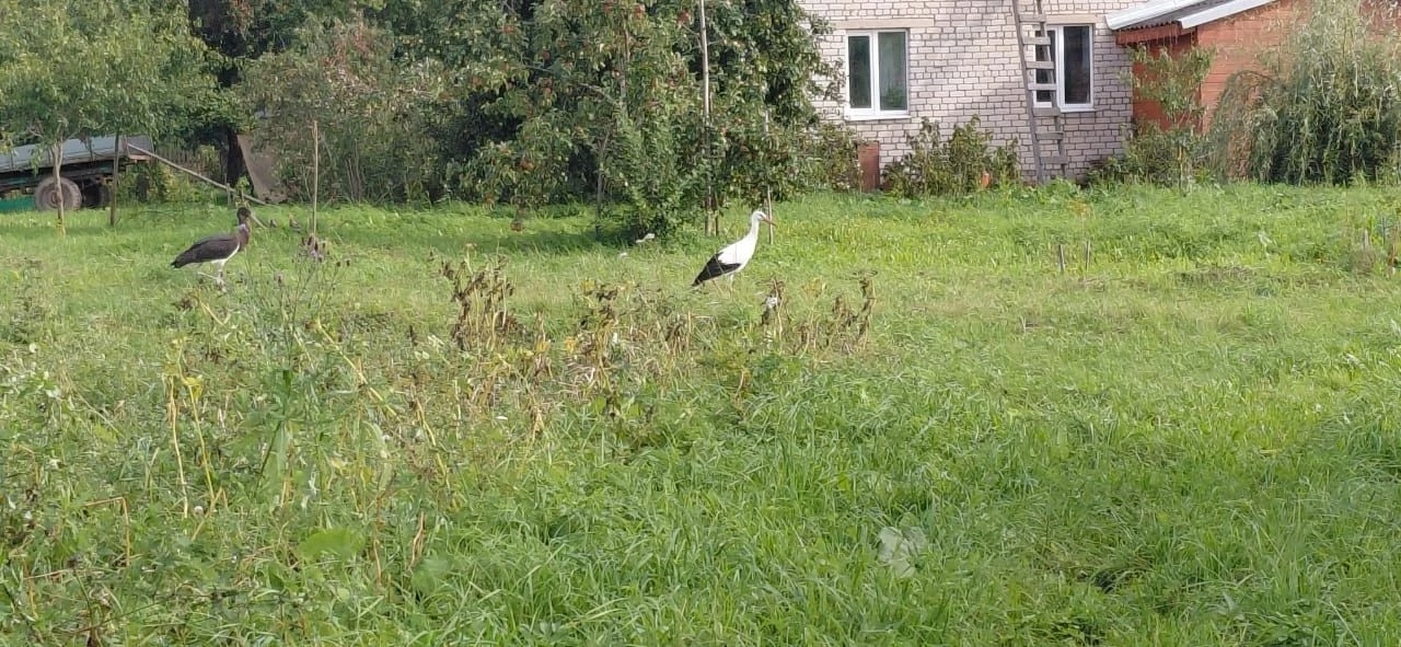 В Тверской области краснокнижные аисты устроили разборки на камеру