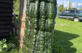 кабачок