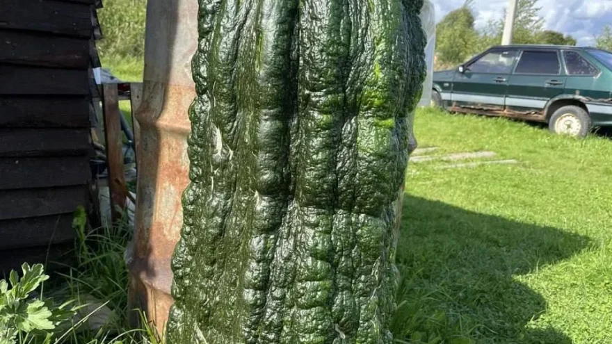 кабачок