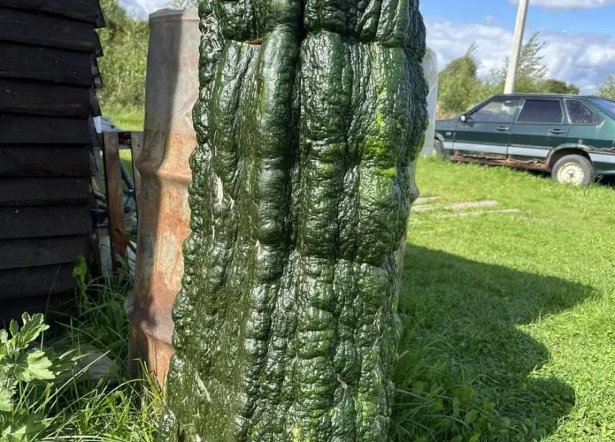 кабачок