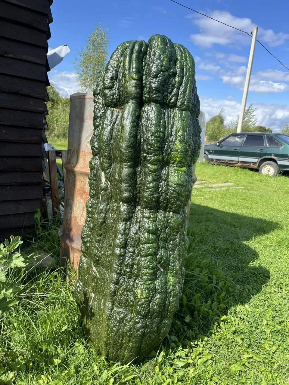 кабачок