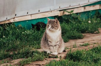 Биолог рассказал, как кошки находят дорогу домой кошки