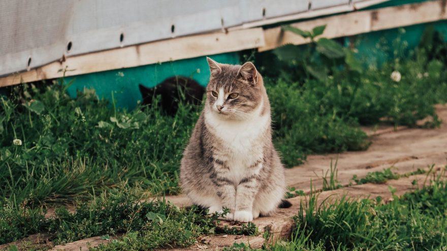 кошки