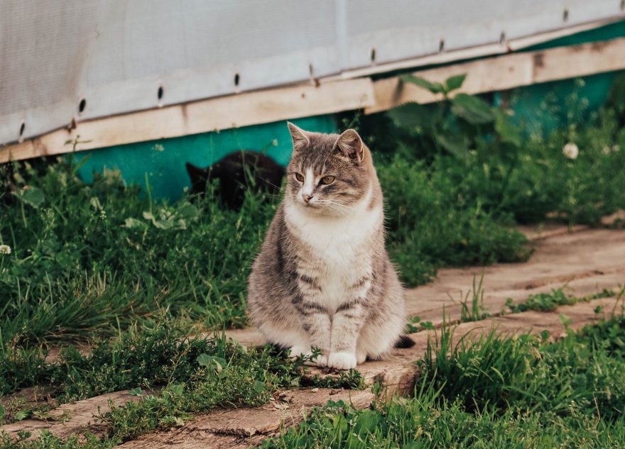 кошки