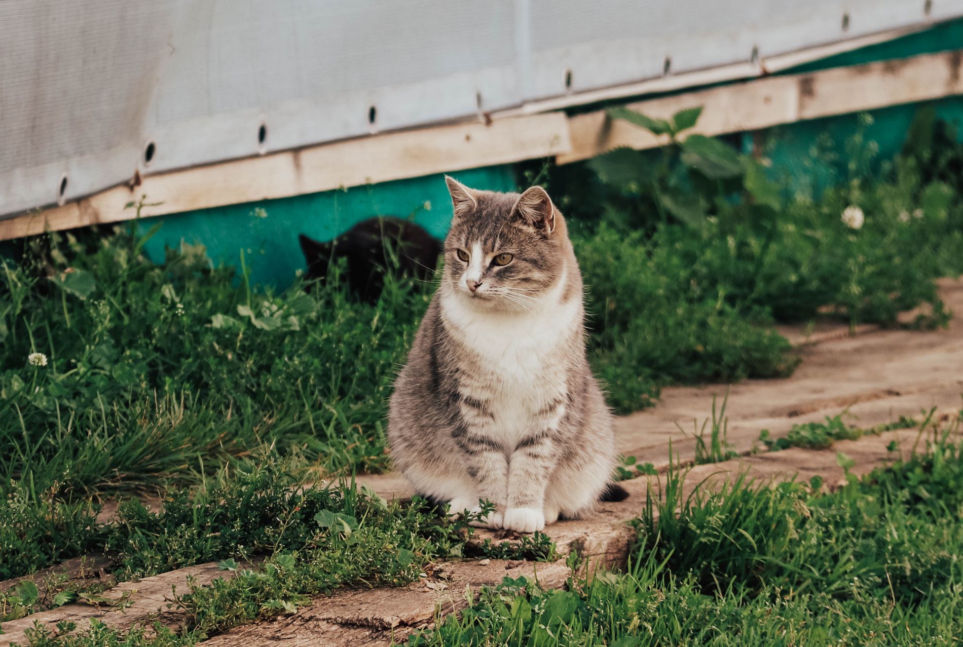 кошки
