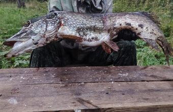 В реке Тверской области рыбачка выловила огромную щуку щуку