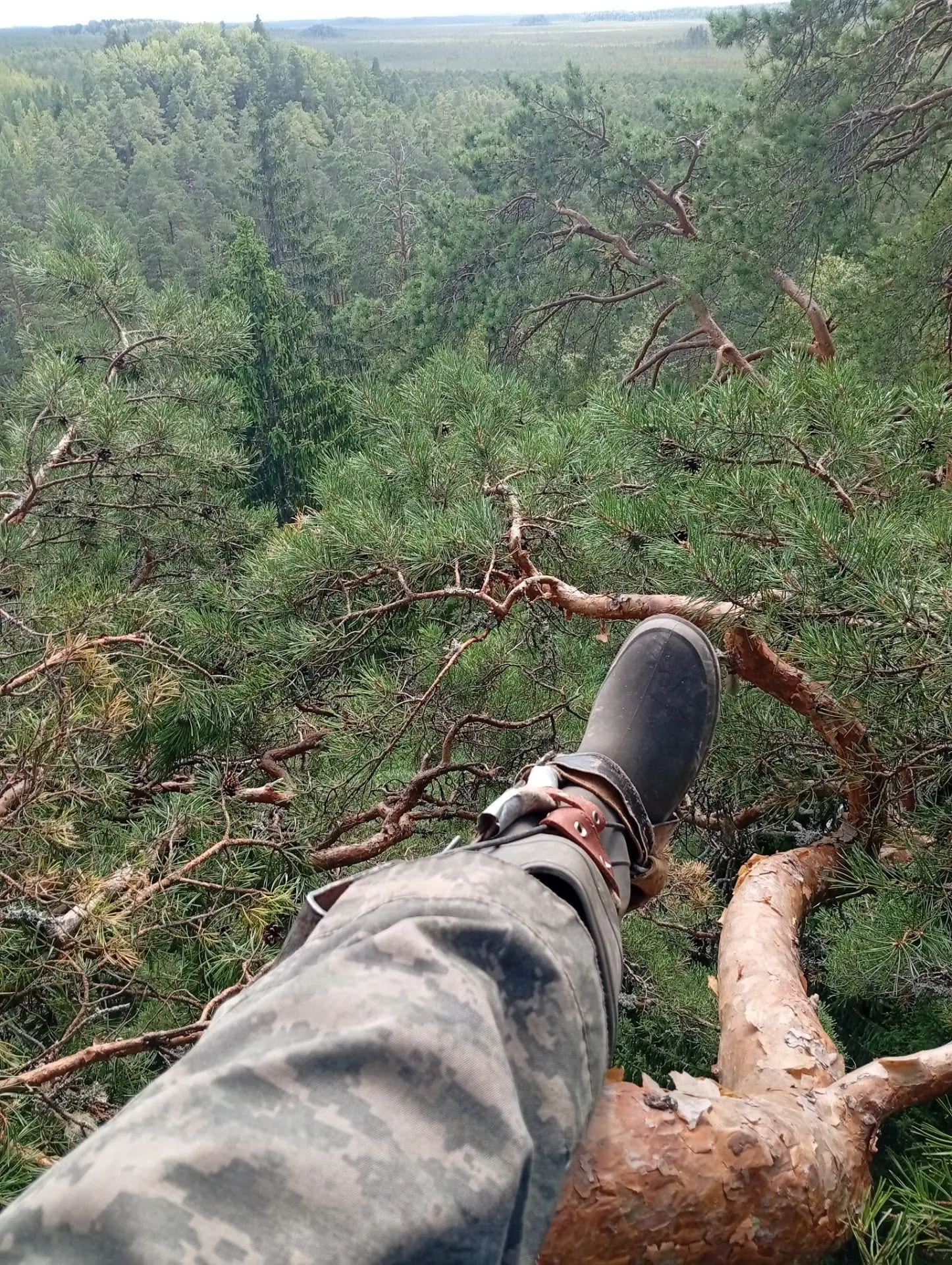 В Тверской области расширяют границы гнездования краснокнижных хищников