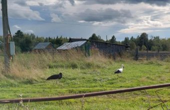 В Тверской области краснокнижные аисты устроили разборки на камеру Тверской