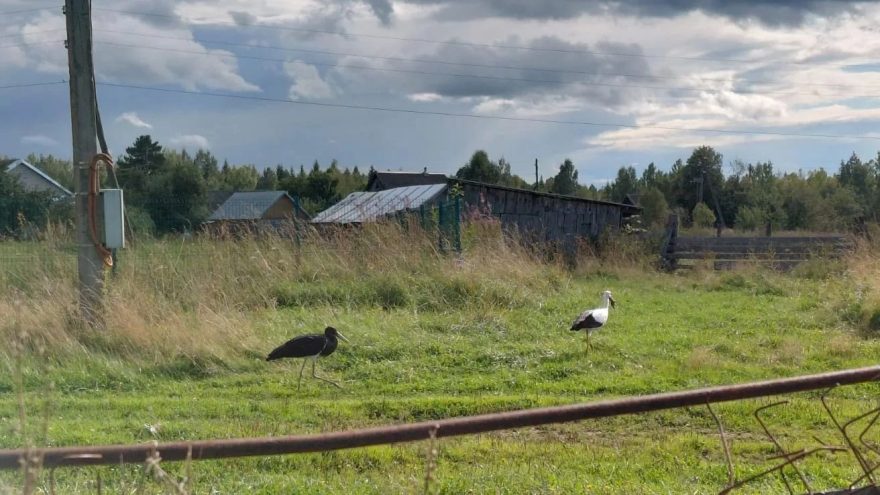 Тверской