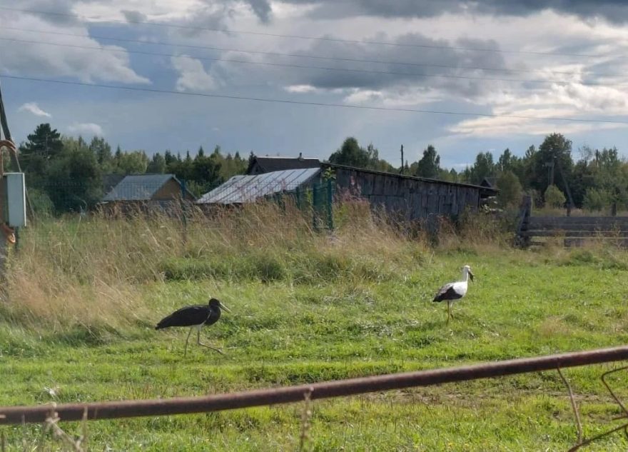 Тверской