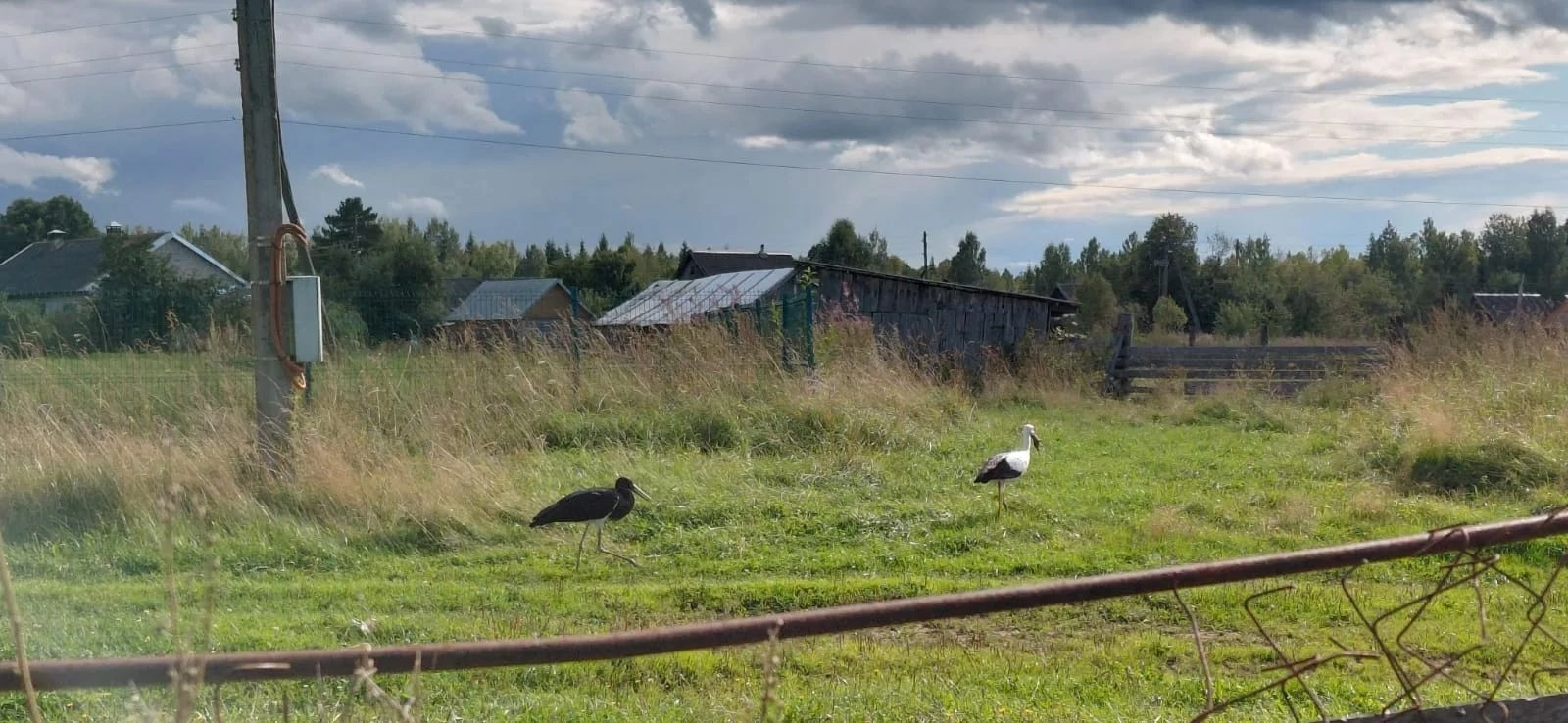 Тверской