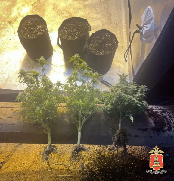 В доме у жителя Тверской области нашли коноплю, ружьё и боеприпасы
