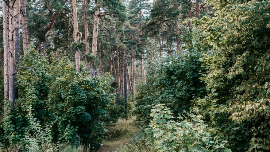Тверской