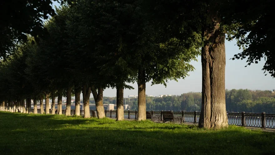 недель