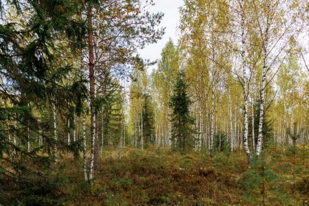 Синоптики пообещали жителям Тверской области нетипичный октябрь жителям