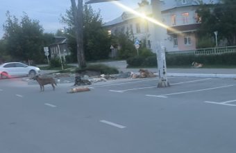 собаки
