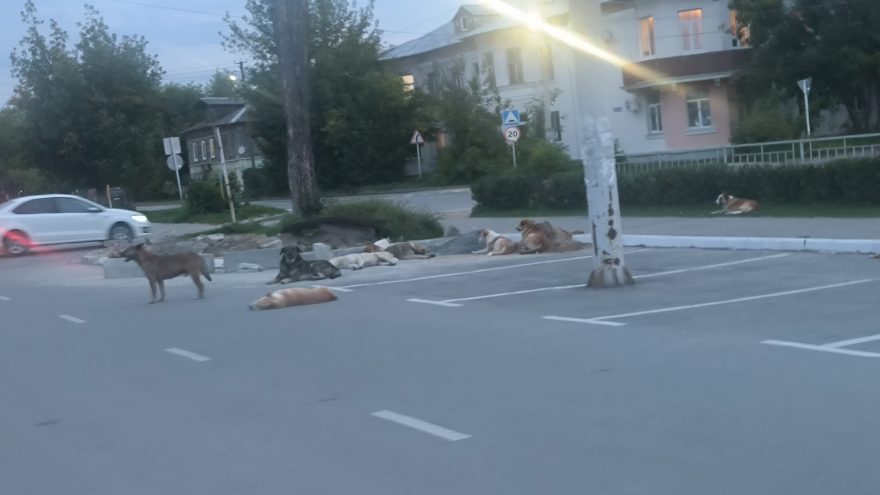 собаки