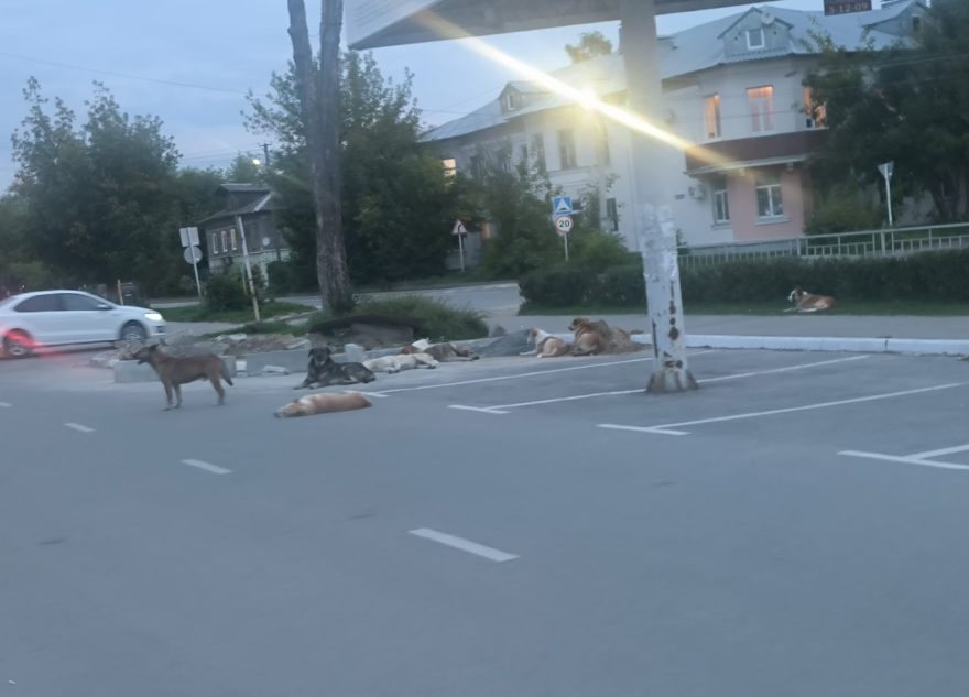 собаки