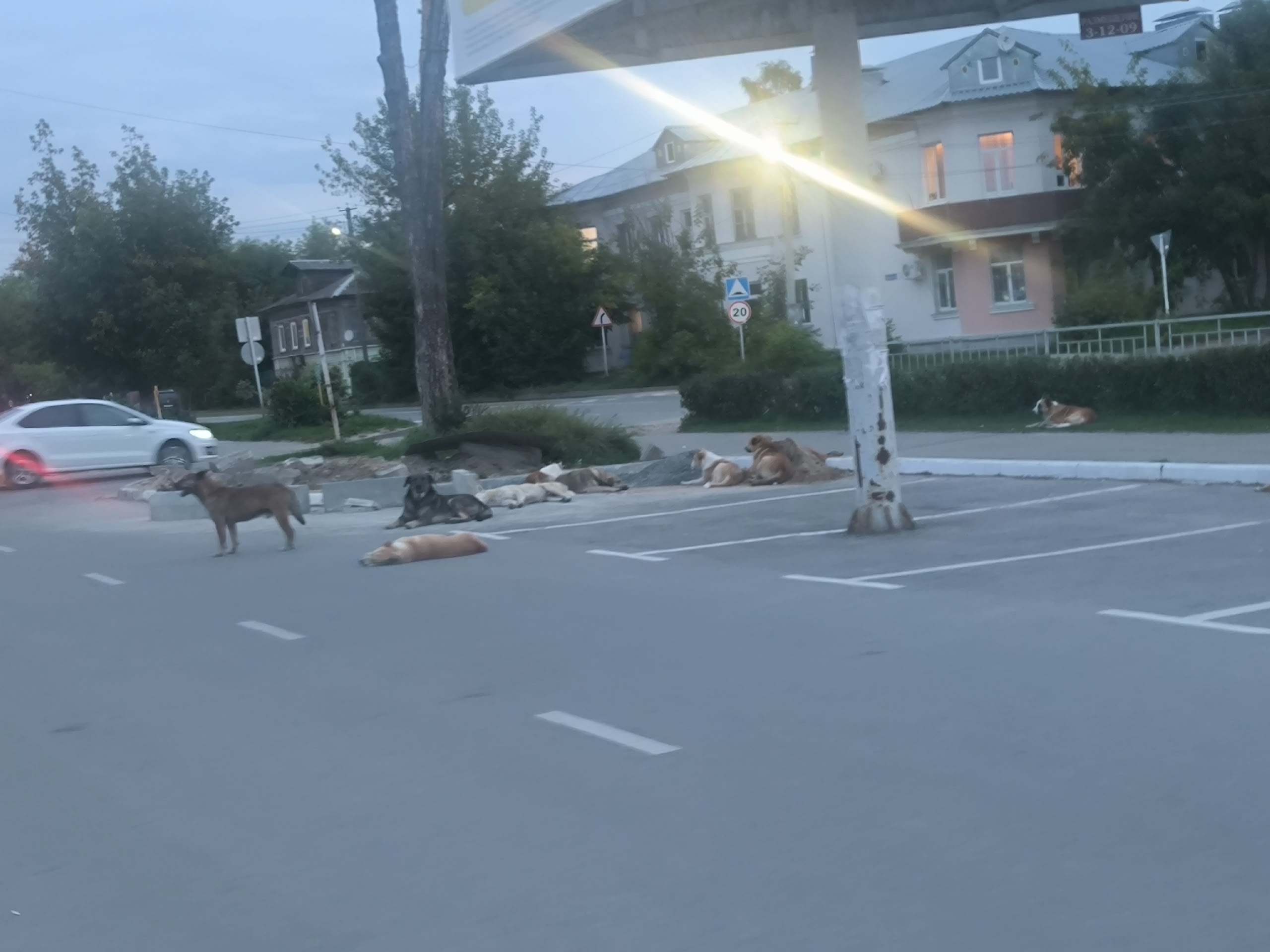 собаки