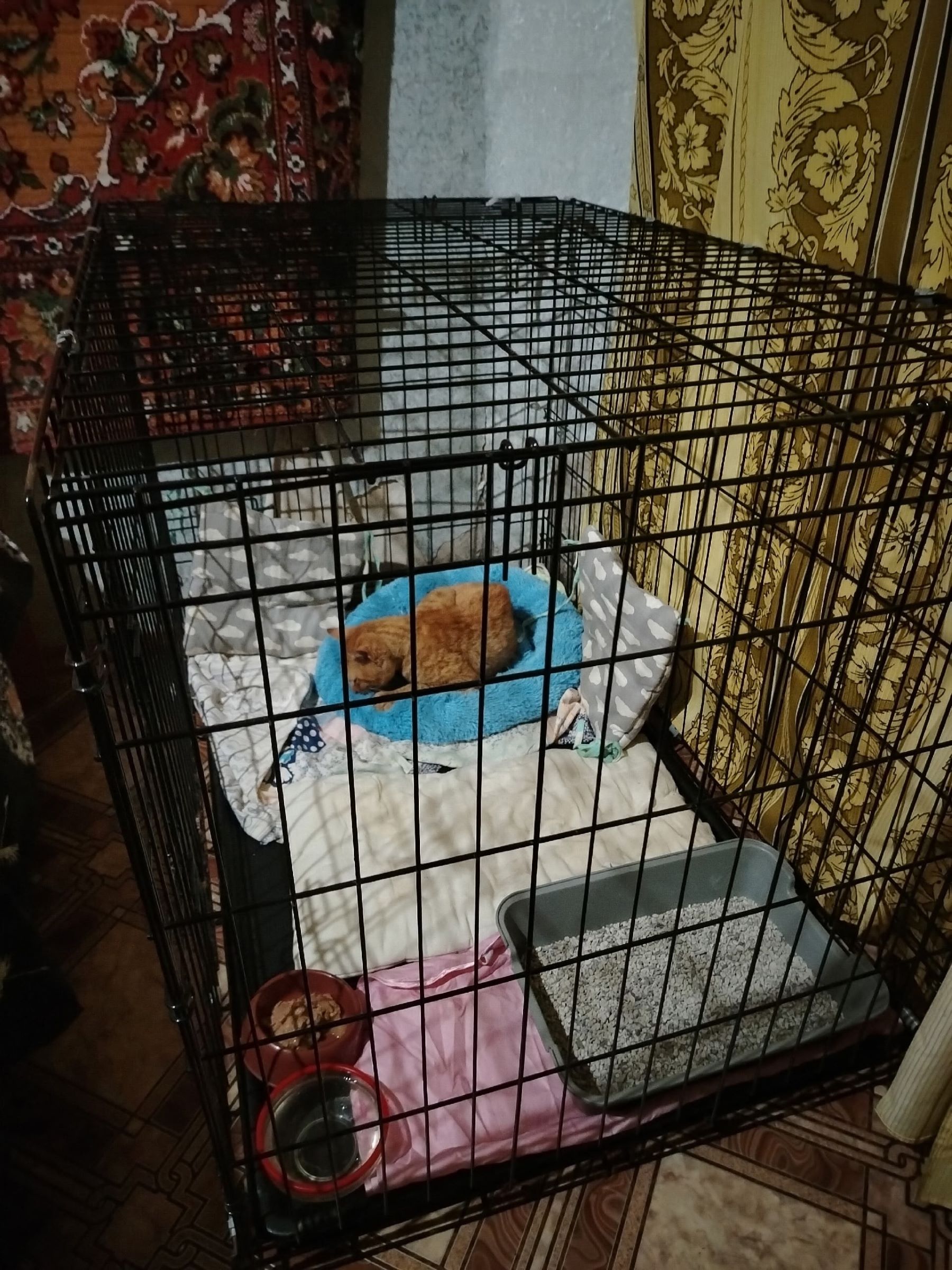Коту Рябинкину, выброшенному с четвертого этажа, ищут дом