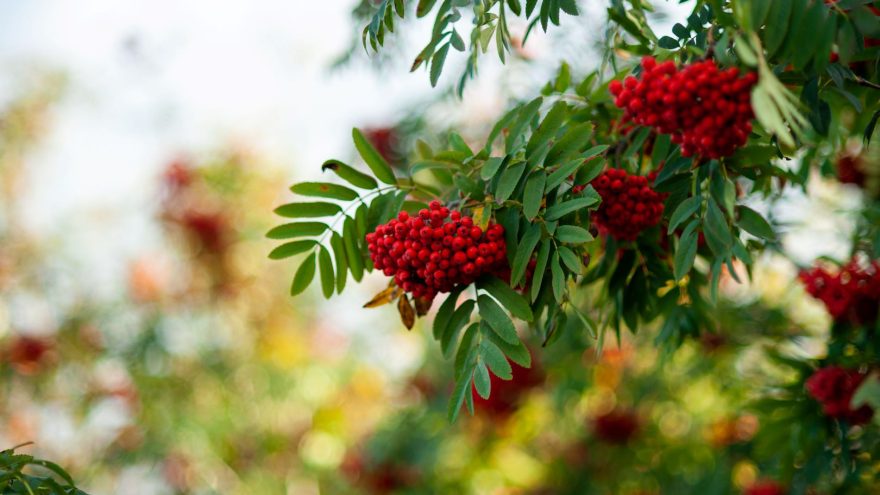 тепло