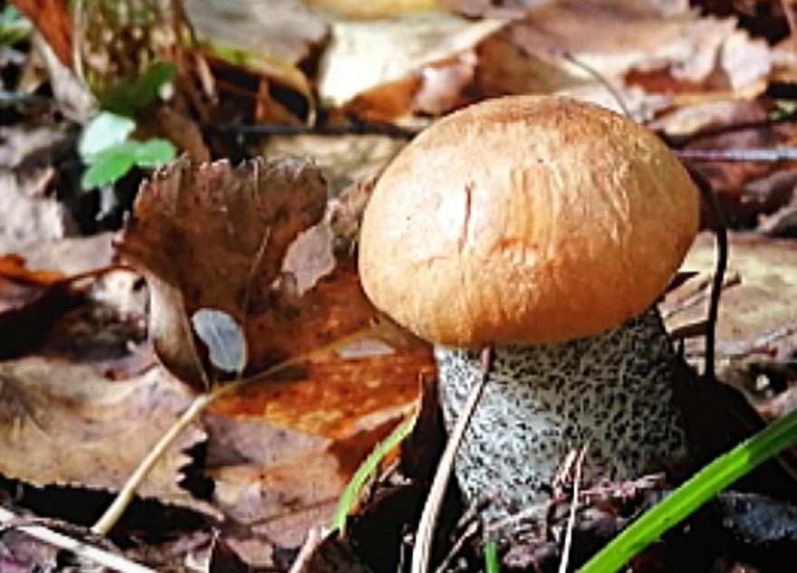 грибная