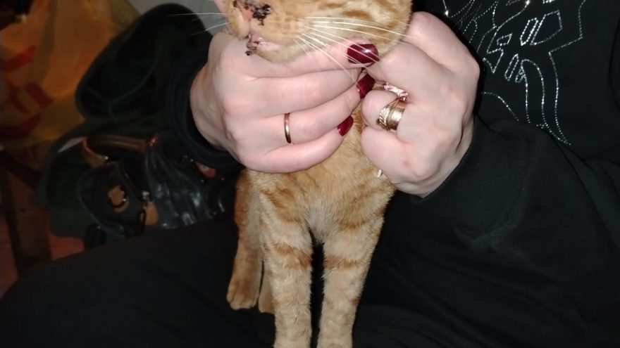 коту