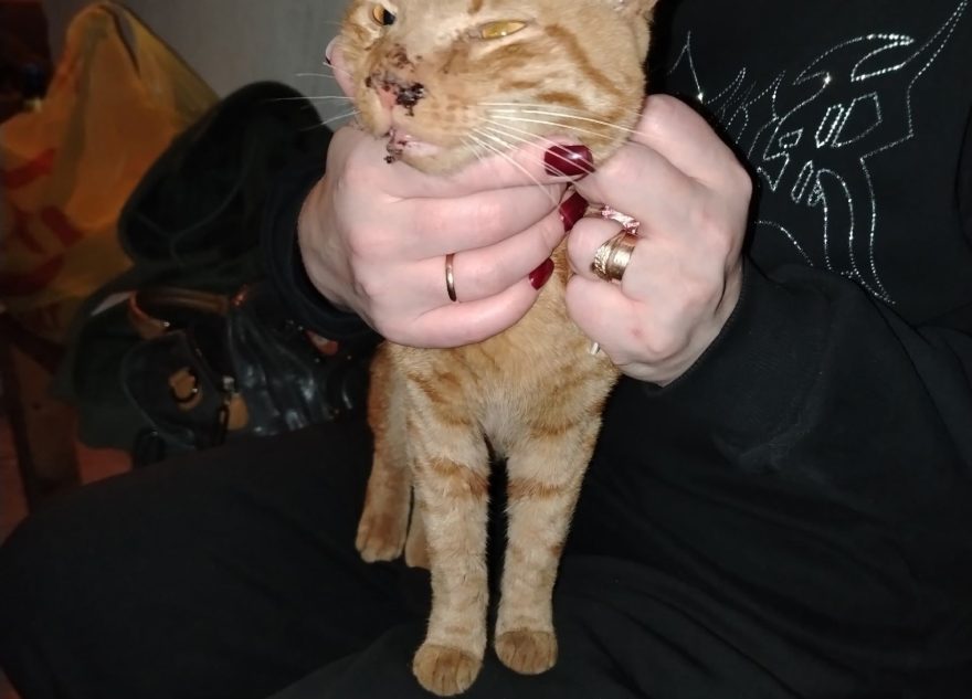 коту