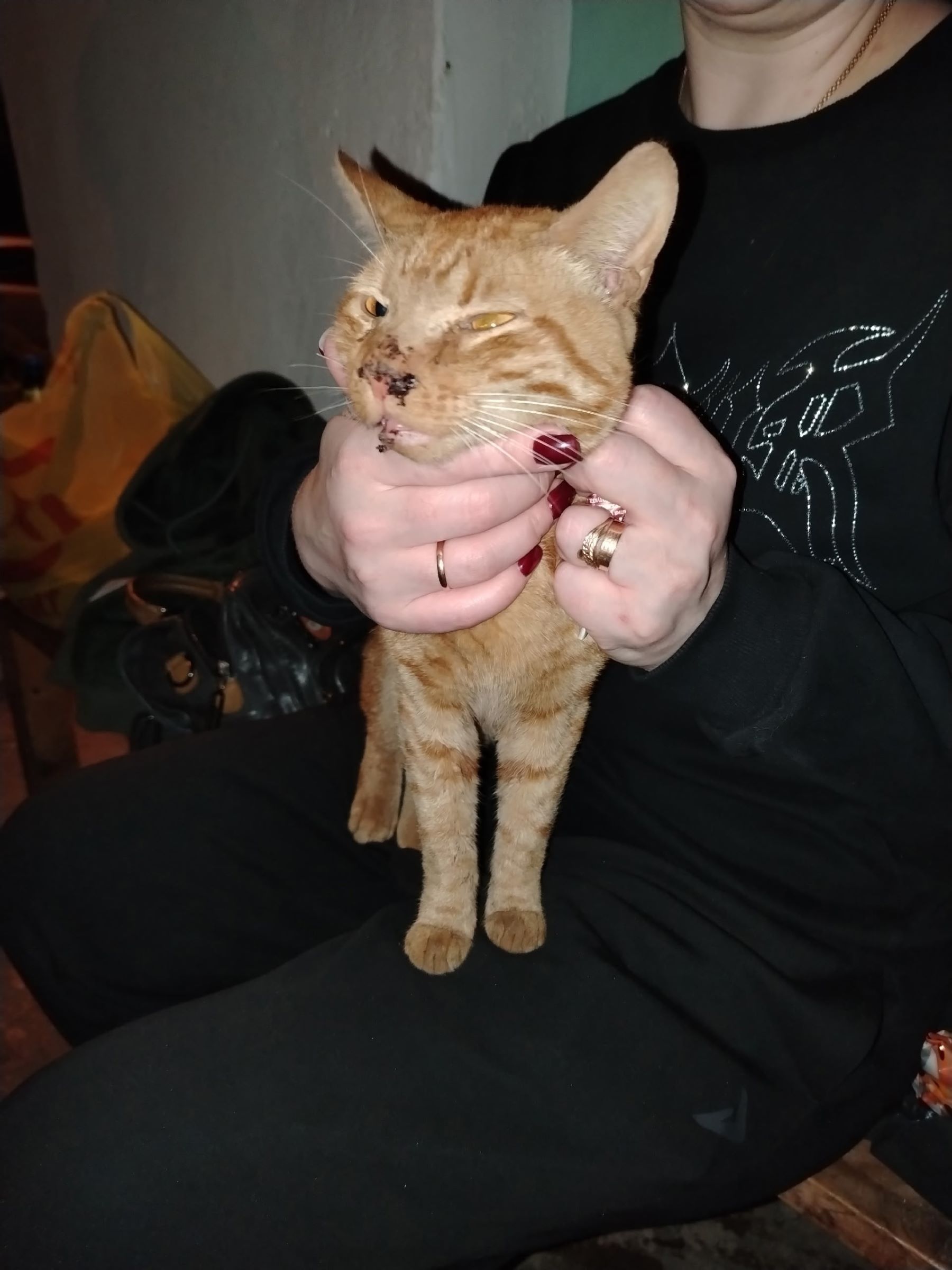 коту