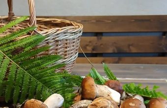 Двойной гриб и мухоморы-красавцы: лесные сюрпризы Тверской области Вышневолоцкого