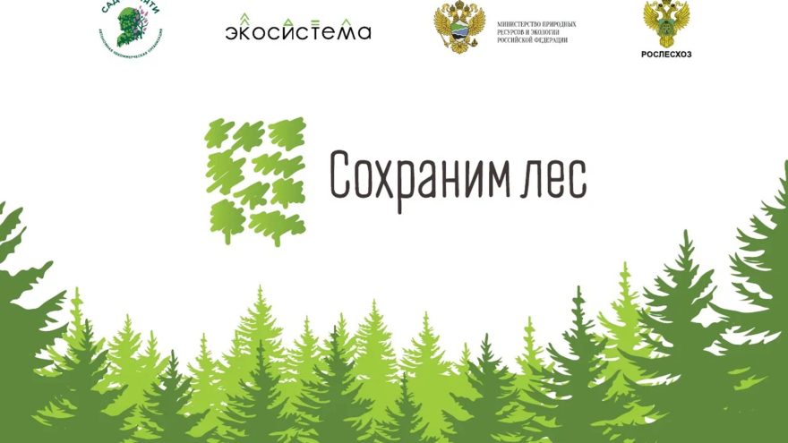 «Сохраним лес»: в Тверской области высадили порядка 420 тысяч сеянцев хвойных пород
