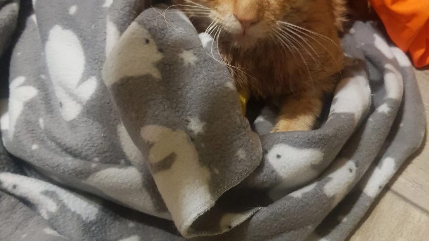 кота