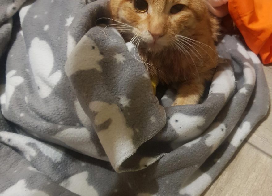 кота
