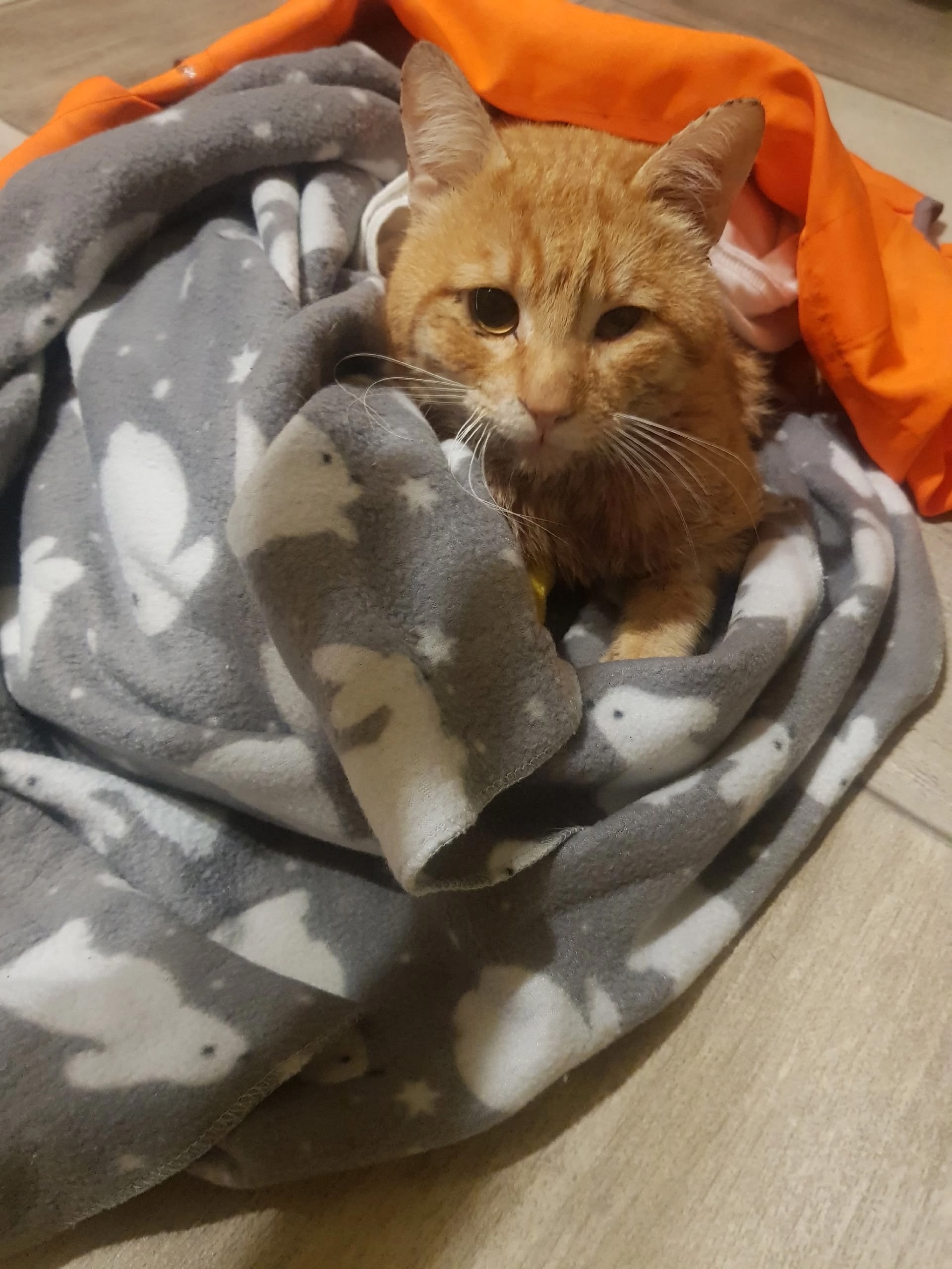 кота