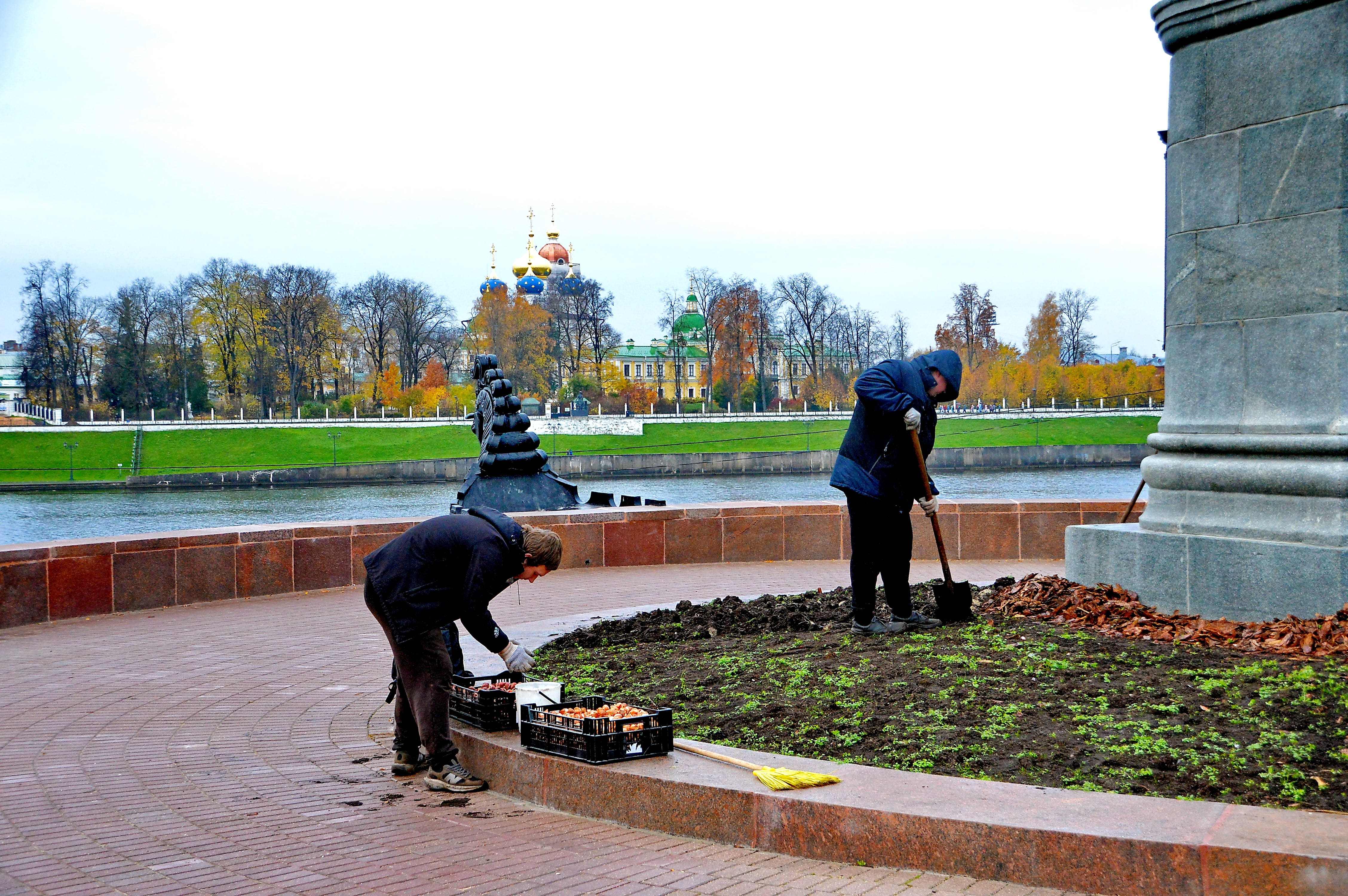 В Твери на городских цветниках высаживают луковицы тюльпанов