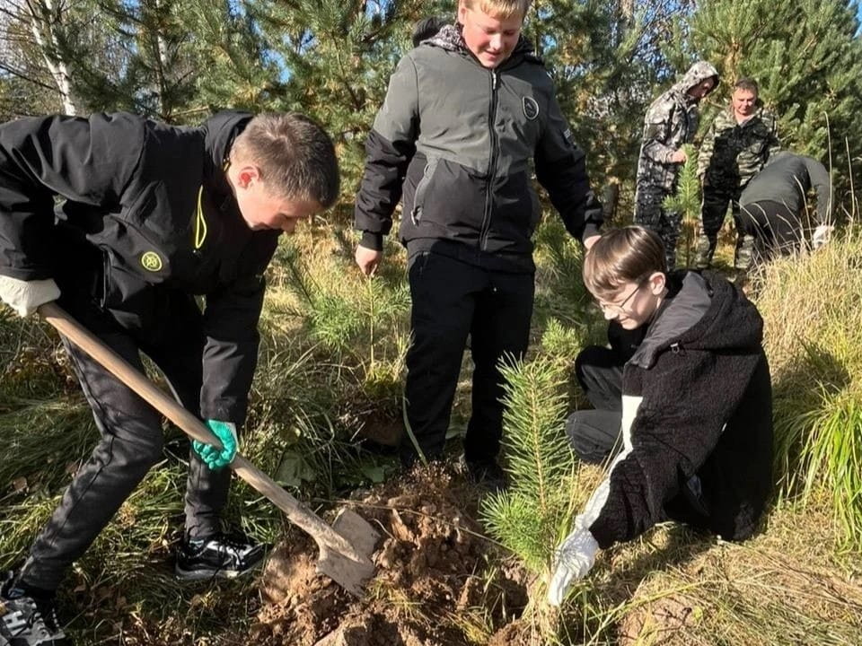 «Сохраним лес»: в Тверской области высадили порядка 420 тысяч сеянцев хвойных пород