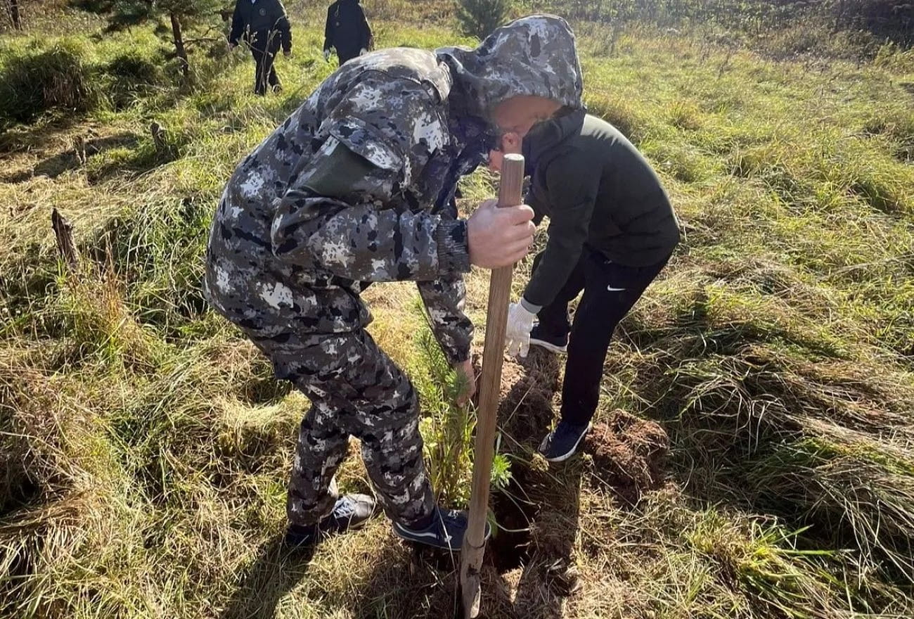 «Сохраним лес»: в Тверской области высадили порядка 420 тысяч сеянцев хвойных пород