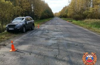 В Тверской области иномарка сбила лося Тверской