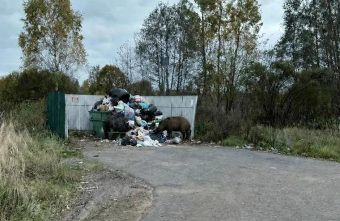 В Тверской области кабаны всё чаще выходят к людям кабаны