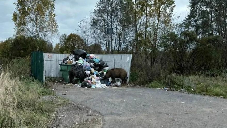 кабаны