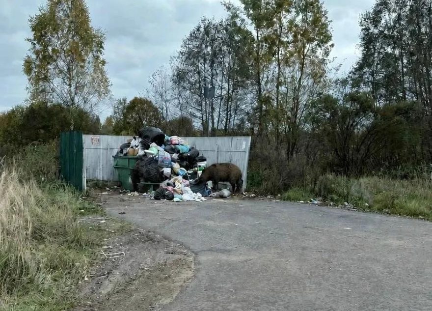 кабаны