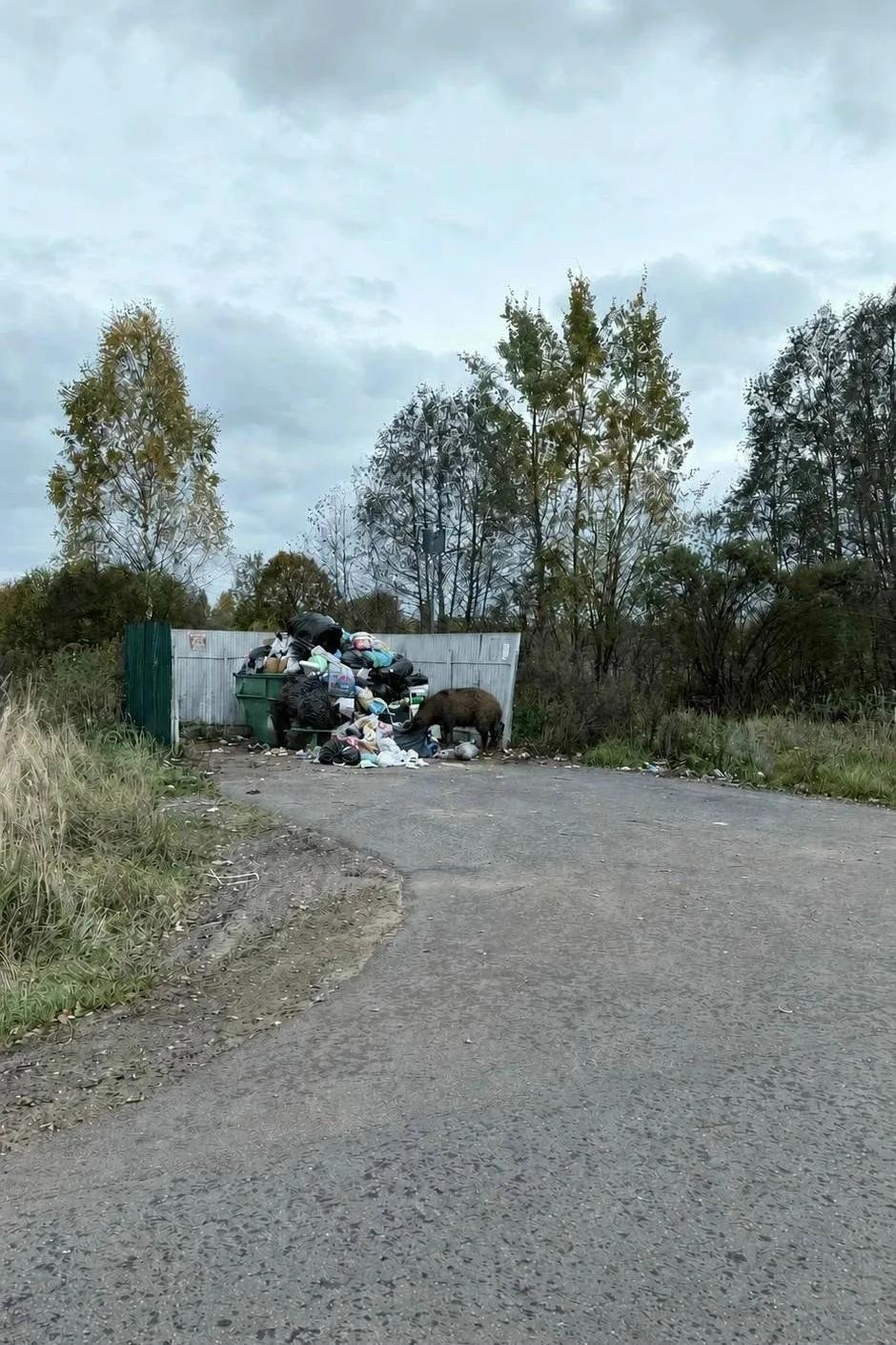 кабаны