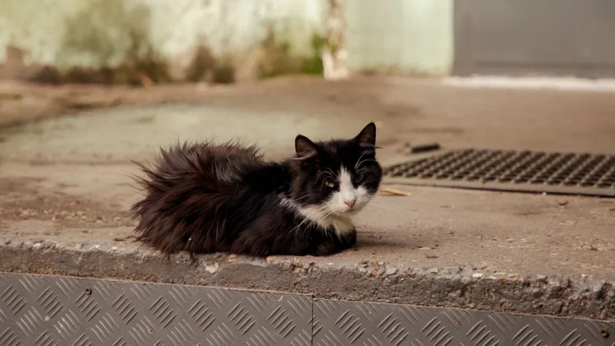 кошка