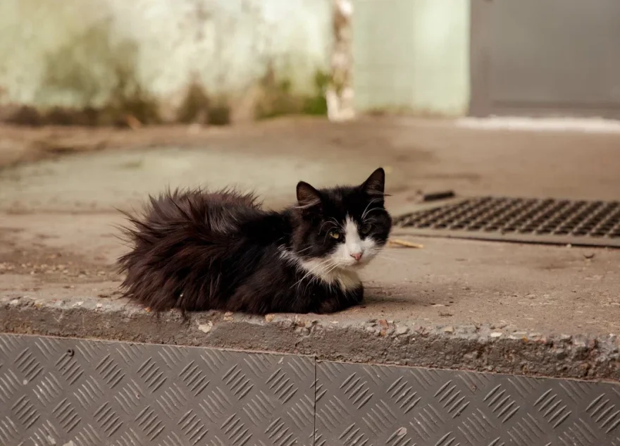 кошка