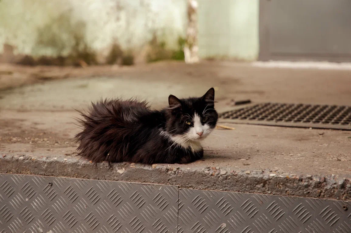 кошка